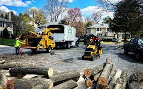 Best Tree Removal Services  in Bedminster, NJ